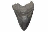 Serrated, Fossil Megalodon Tooth - Huge River Meg #221789-1